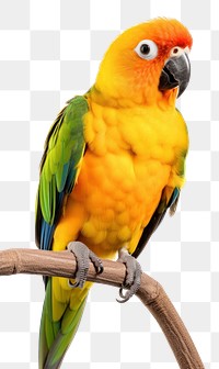 PNG Sun Conure parrot animal bird. 