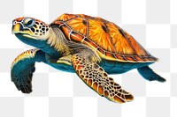 PNG Reptile drawing animal turtle. 