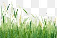 PNG Grass grass backgrounds plant. 