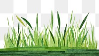 PNG Grass grass backgrounds plant. AI generated Image by rawpixel.