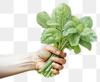 PNG Female gardener vegetable spinach plant. 