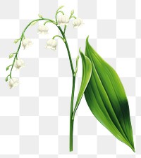 PNG Flower green plant leaf. AI generated Image by rawpixel.