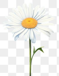 PNG White daisy flower plant blue. AI generated Image by rawpixel.