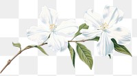 PNG White jasmine flower blossom plant. AI generated Image by rawpixel.