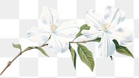 PNG White jasmine flower blossom plant. 