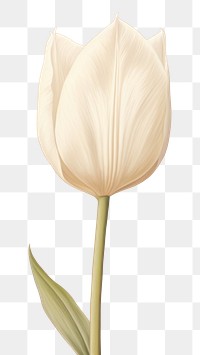 PNG White tulip flower petal plant. 