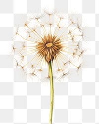 PNG Dandelion flower plant white. 