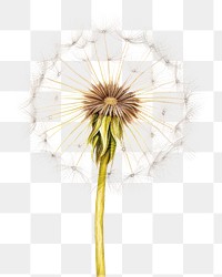 PNG Dandelion flower plant white. AI generated Image by rawpixel.