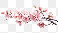 PNG Cherry blossom flower plant  