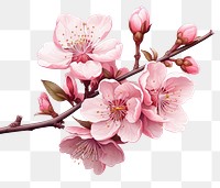 PNG Cherry blossom flower petal plant. AI generated Image by rawpixel.