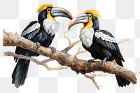 PNG Colourful Knobbed hornbill Aceros cassidix couple toucan animal branch. 