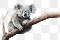 PNG Koala wildlife animal mammal. AI generated Image by rawpixel.