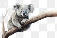 PNG Koala wildlife animal mammal. 