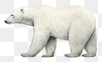 PNG Polar bear wildlife drawing animal. 