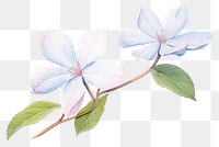 PNG Hydrangea flower blossom drawing. 