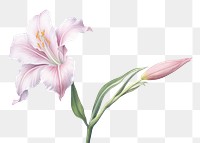 PNG Lily flower blossom plant. AI generated Image by rawpixel.