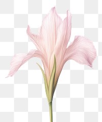 PNG Lily flower petal plant. AI generated Image by rawpixel.
