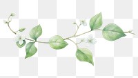 PNG Ivy flower blossom plant