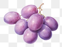 PNG Grapes purple fruit plant. 