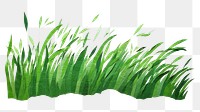 PNG Green grass plant leaf  