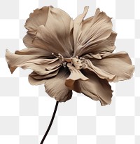 PNG Dried deep taupe color flower petal plant inflorescence. AI generated Image by rawpixel.