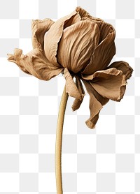 PNG Dried deep taupe color flower petal plant green. 