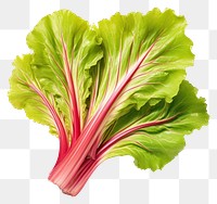 PNG Vegetable lettuce plant food. AI generated Image by rawpixel.