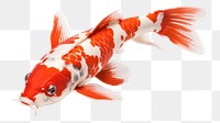 PNG Koi fish animal carp 