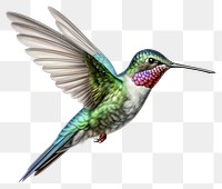 PNG Hummingbird animal white background wildlife