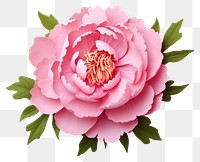 PNG Chinese peony flower petal plant rose. 