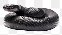 PNG Black snake reptile animal.