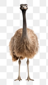 PNG Ostrich animal bird beak. 