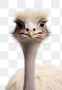 PNG Ostrich animal bird beak. AI generated Image by rawpixel.