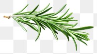 PNG Herbs rosemary herbal plant. 