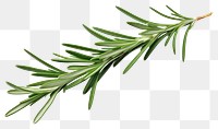 PNG Rosemary leaf rosemary plant herbs. 