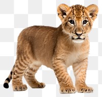 PNG Baby liger wildlife animal mammal. 