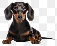 PNG Dachshund Dog dog dachshund animal. 