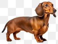 PNG Dachshund Dog dog dachshund animal. 