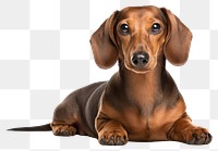 PNG Dachshund Dog dog dachshund animal. AI generated Image by rawpixel.