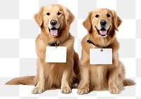 PNG Golden retrievers sitting mammal animal puppy. AI generated Image by rawpixel.