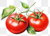 PNG Tomato watercolor vegetable plant food. 