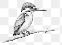 PNG Kingfisher pencil sketch drawing animal bird. 