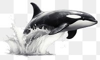 PNG Orca pencil sketch drawing animal mammal. AI generated Image by rawpixel.