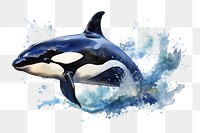 PNG Orca watercolor animal mammal whale. AI generated Image by rawpixel.