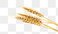 PNG Wheat ear food white background invertebrate. 