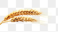 PNG Wheat ear food white background agriculture. AI generated Image by rawpixel.