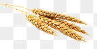 PNG Wheat ear food white background agriculture. 