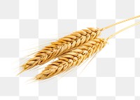 PNG Wheat food white background agriculture. 