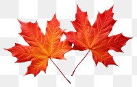 PNG Maple leaves plant leaf tree. 