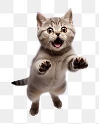 PNG American Short hair cat jumping mammal animal kitten. 